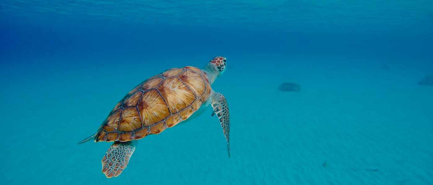 Sfeerbeeld van een tussenjaar op Curaçao