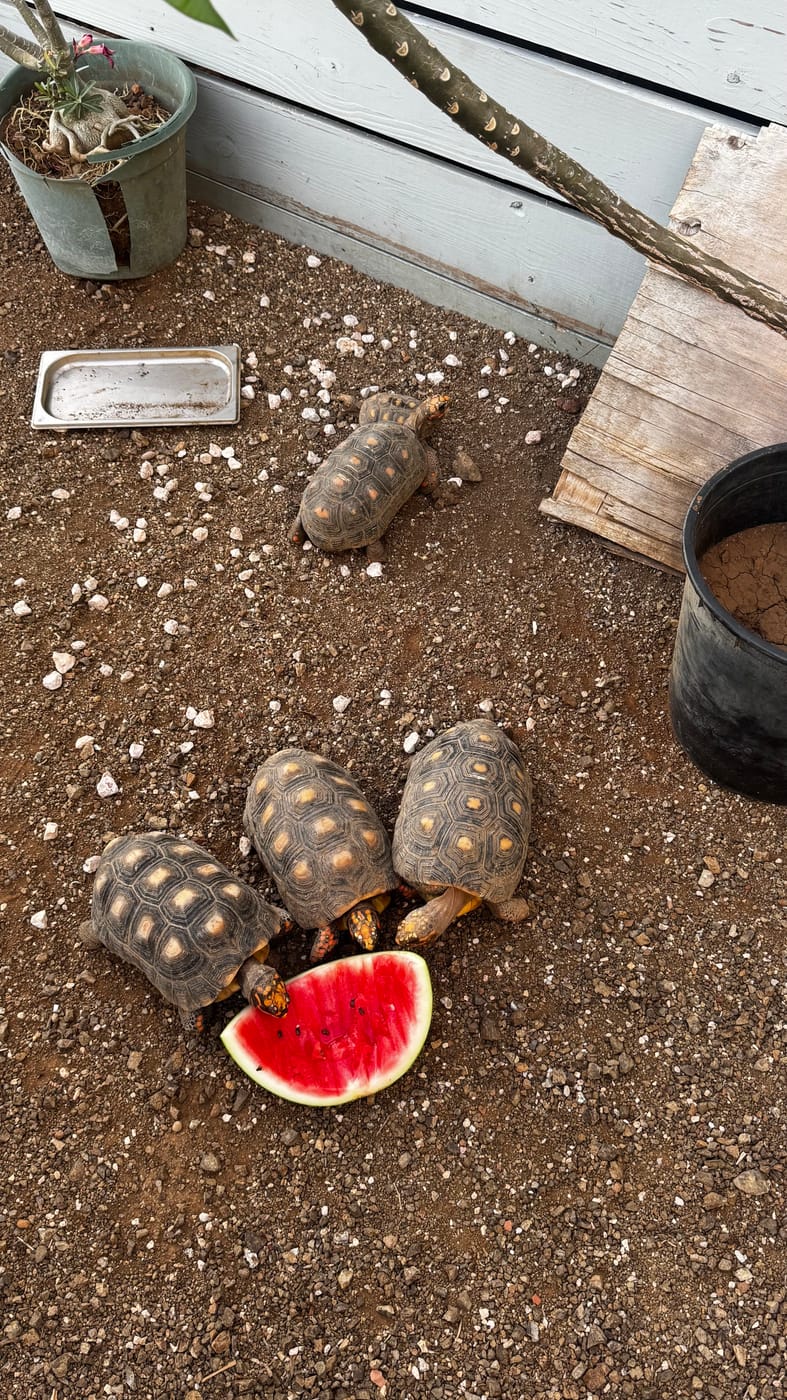 Een schildpad-moment in een vrij weekend